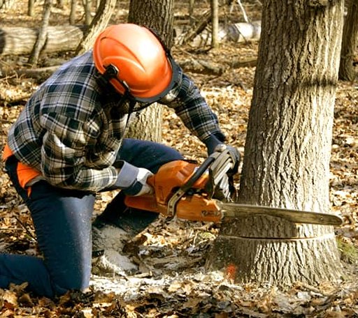 Tree Removal in Weir, KS